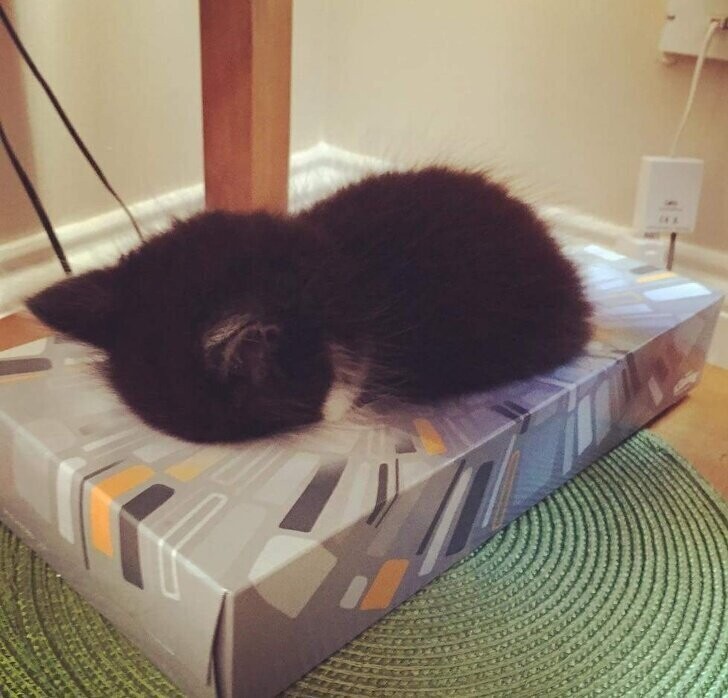  Котенок Омар спит в коробке из-под салфеток