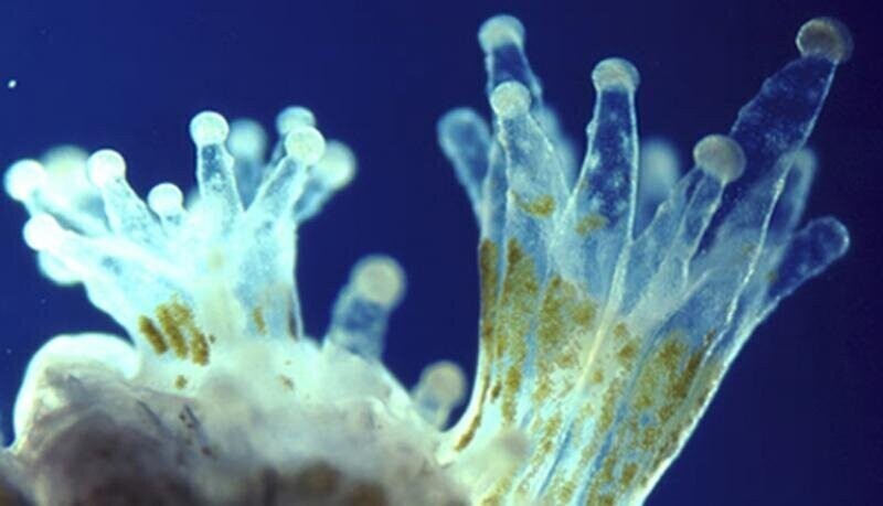 Одним из крупнейших участников внутриклеточного симбиоза являются водоросли зооксантелл, обитающие в тканях коралловых полипов.