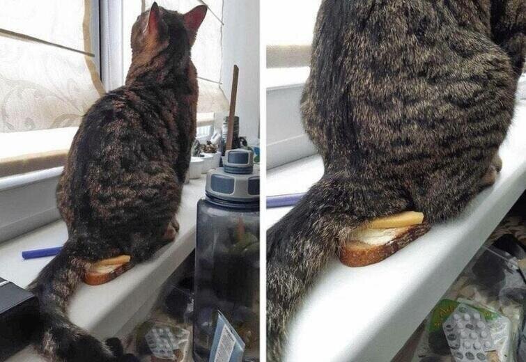Удобнее места не найти или бутерброд с котом