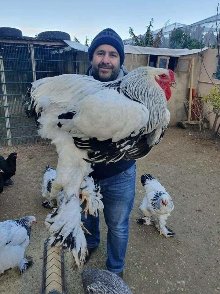 Огромная курица породы брама