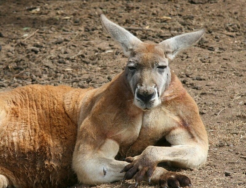 Почему кенгуру такие накачанные?