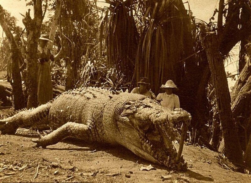  Крокодил Крис и его убийцы, 1957 год.