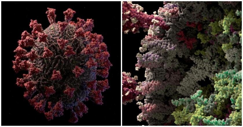 Российская студия создала достоверную 3D-модель коронавируса с разрешением до атомов
