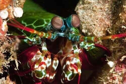 У морского рака-богомола 12 типов цветовых фоторецепторов