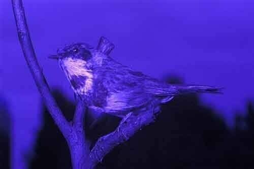 Некоторые птицы видят обычные цвета плюс ультрафиолет