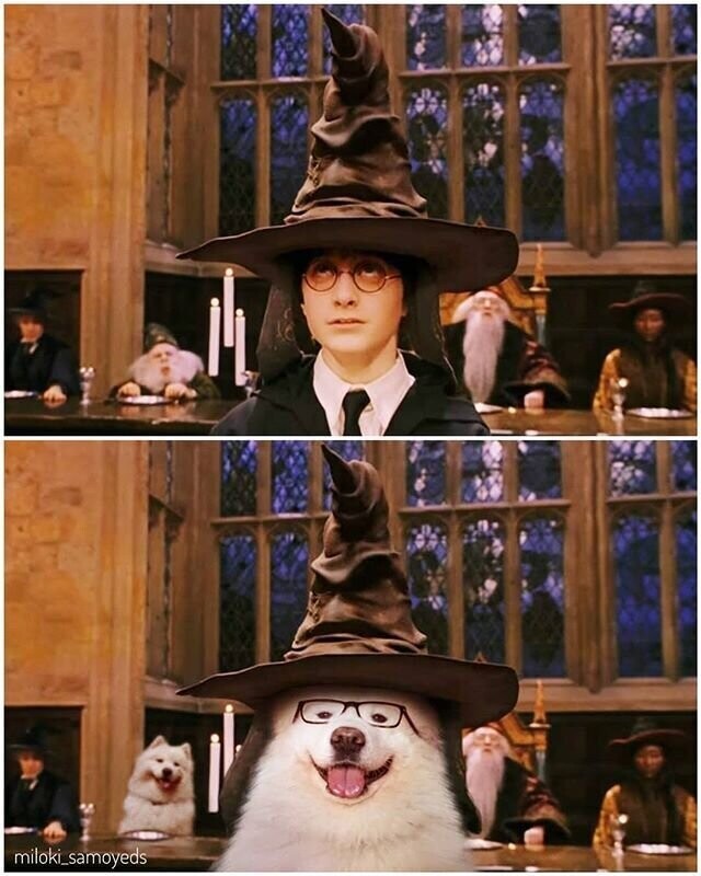 14. "Гарри Поттер" и волшебная шляпа