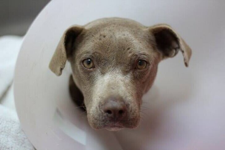 Ветеринар ел в одном вольере с собакой, чтобы спасти ей жизнь