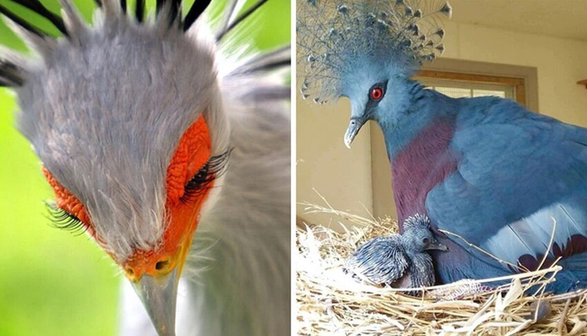 30 необычайно красивых птиц, о которых вы, возможно, не слышали от Ева Тушенкина за 16 мая 2020