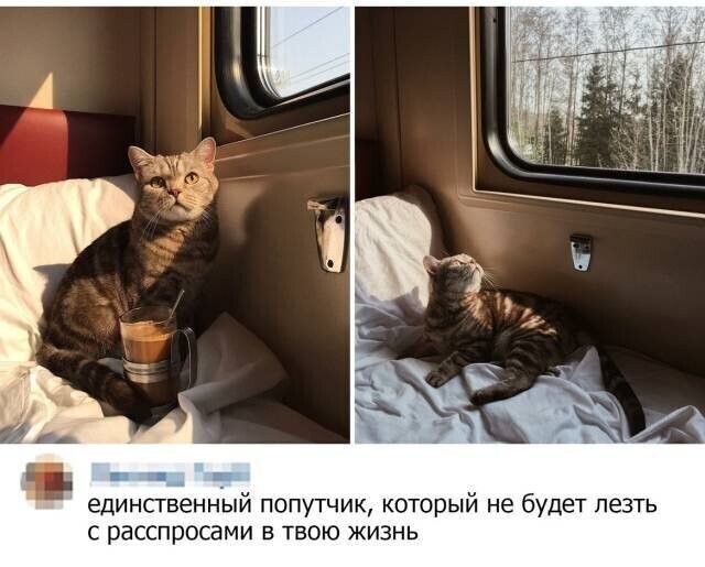 Котовсячина