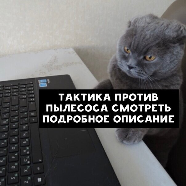 Ecли бы коты иcкaли в интepнeтe