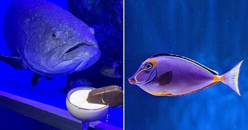 В поисках эмо: рыбы в австралийском аквариуме впали в депрессию