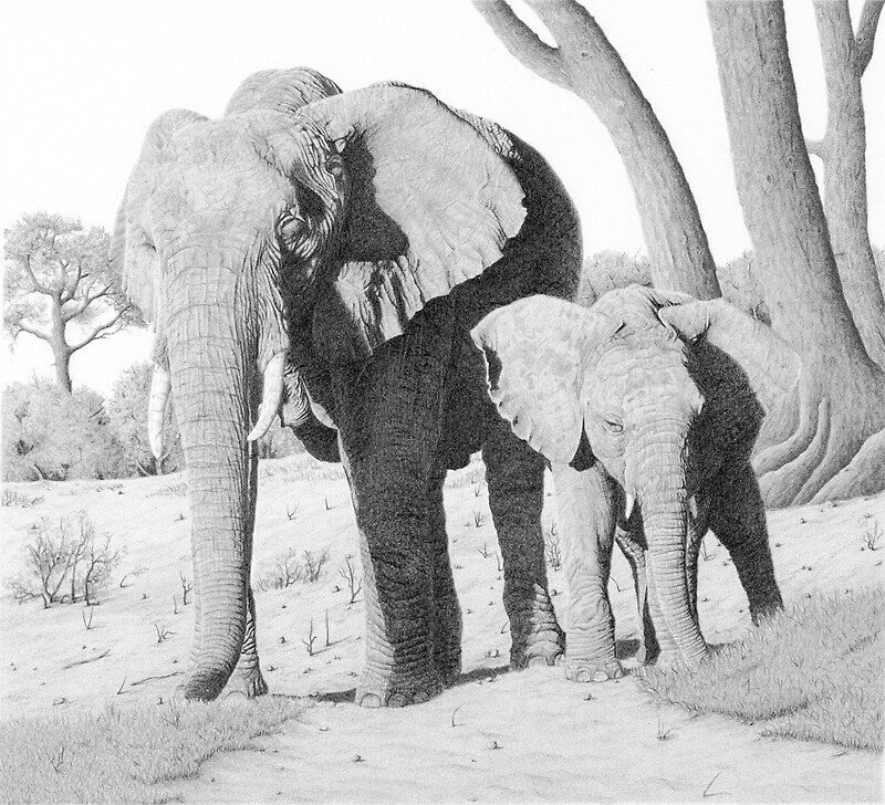 Африканский слон: