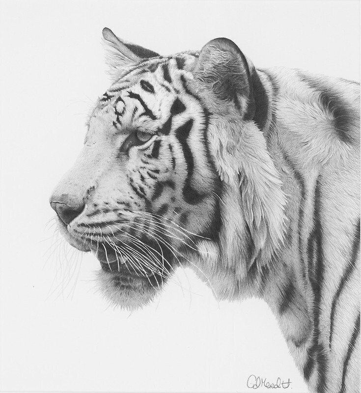 Белый тигр: