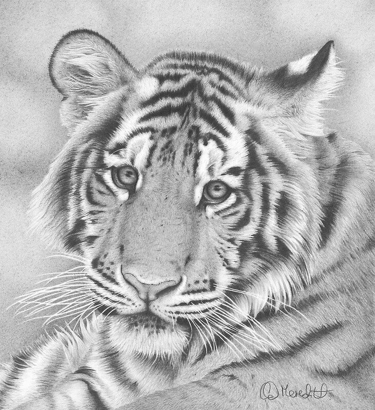 Бенгальский тигр: