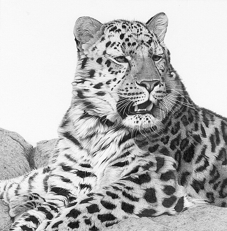 Дальневосточный леопард: