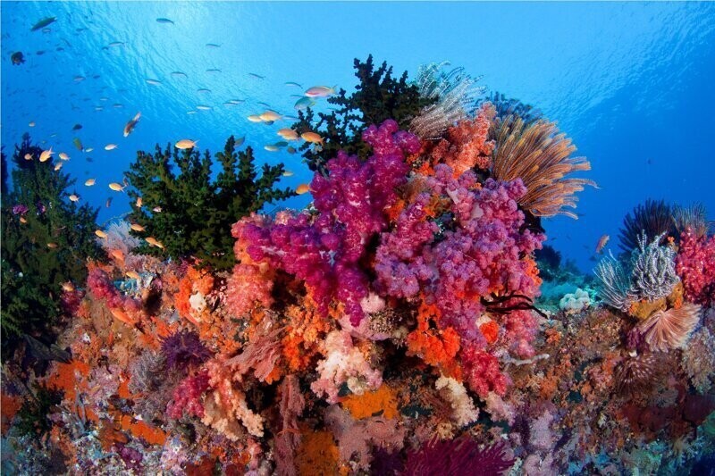 Откуда появились кораллы? И почему они разрушаются?