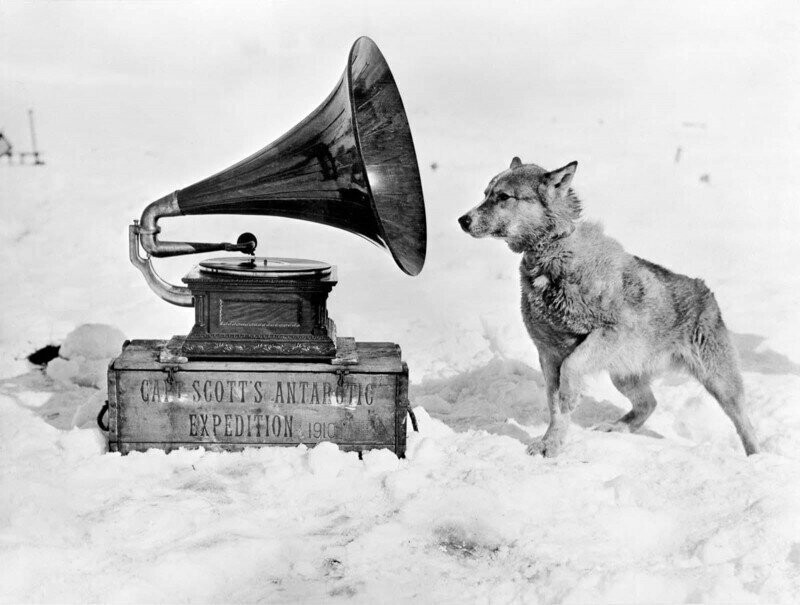 Ездовая собака слушает граммофон, 1911