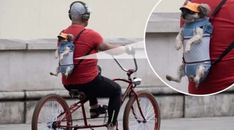 Велосипедист необычным образом перевозил свою маленькую собачку