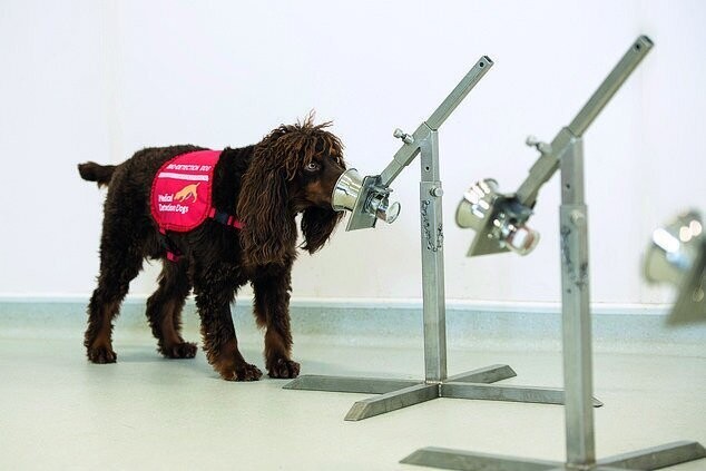 В Великобритании собак натаскивают на коронавирус