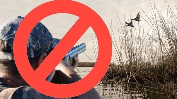 Охота на охоту: почему запрещено охотиться весной?