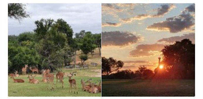 Дикие животные вернули себе бывшее поле для гольфа в Национальном парке Крюгера, ЮАР
