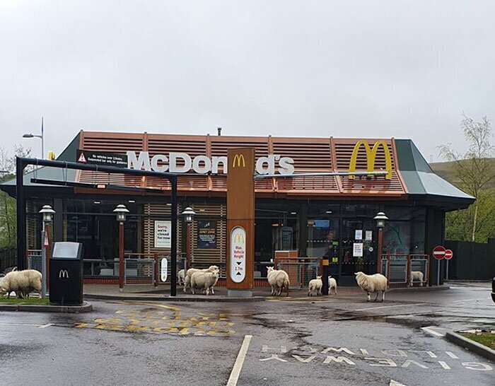 В Уэльсе овцы не прочь съесть гамбургер