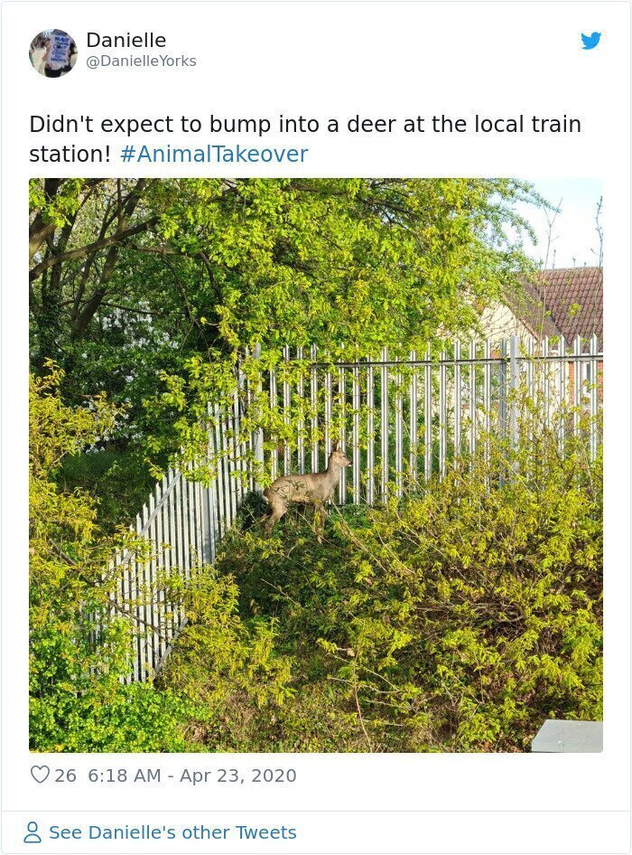На железнодорожной станции в Ирландии был замечен олень