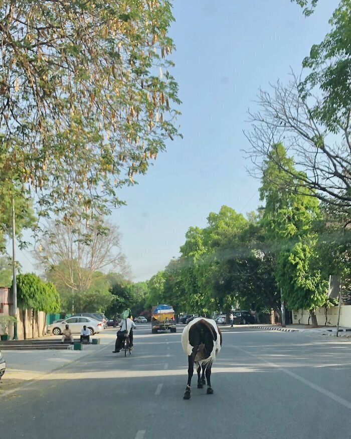 На улицах Дели гуляют коровы, которых раньше пугал плотный трафик