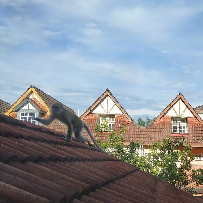 Обнаглевшие обезьяны в Куала Лумпуре приходят за пищей прямо в дома