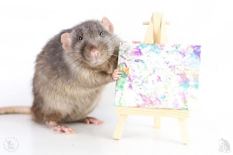 Семейство крыс стало модными художниками