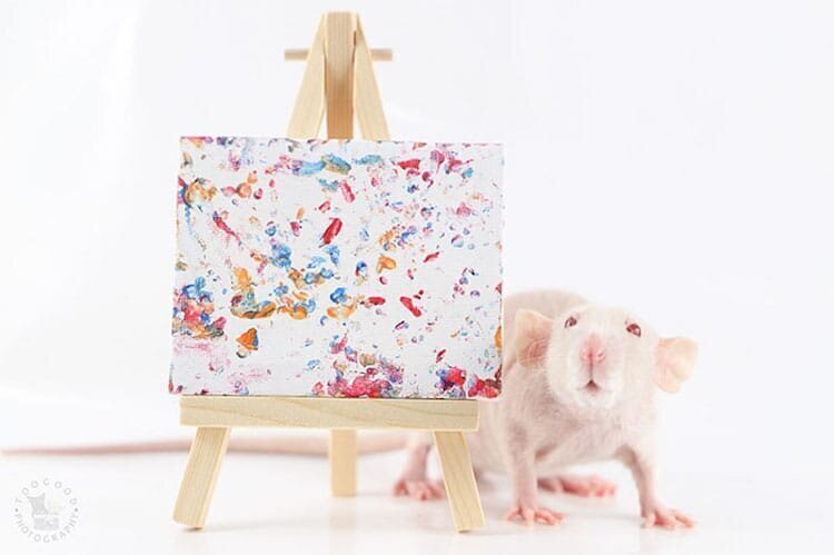 Семейство крыс стало модными художниками
