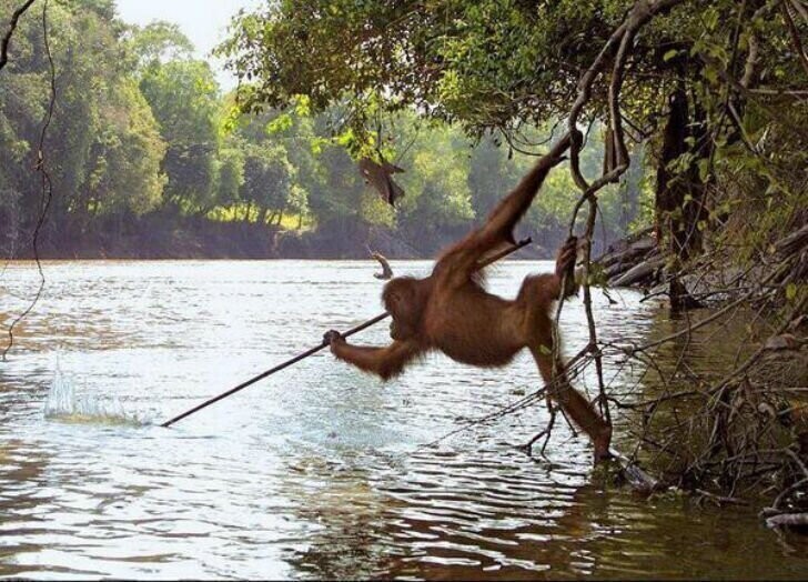 Этот орангутан, недавно выпущенный из зоопарка, наблюдал за рыбаками и начал сам рыбачить.