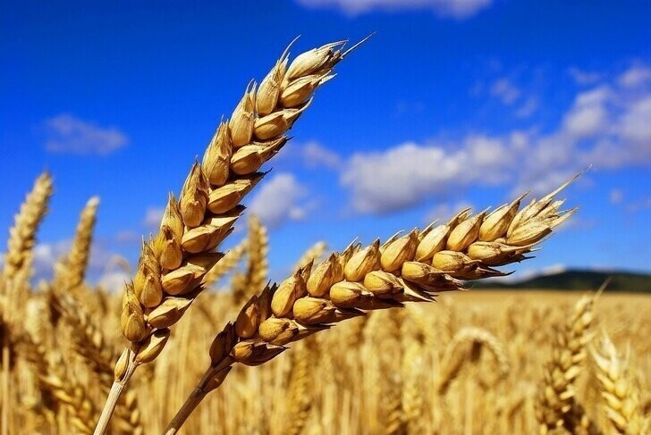 Мичуринские ученые вывели сорта зерновых культур высокого качества и урожайности