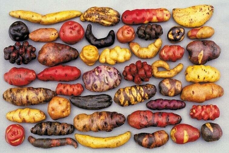 Различные виды картофеля из Перу