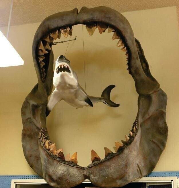 Челюсть древнего мегалодона по сравнению с 3-метровой большой белой акулой