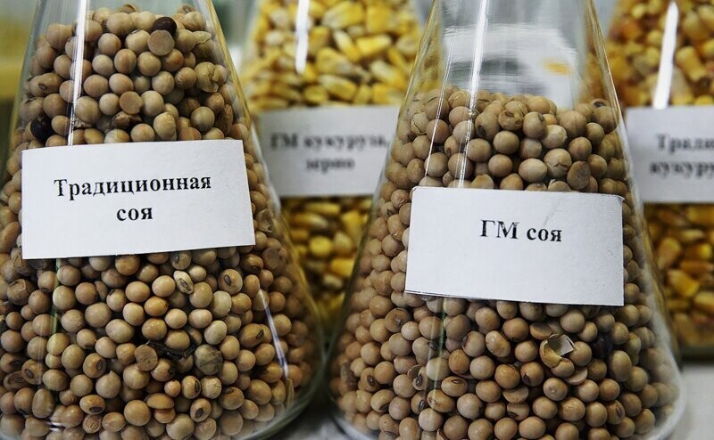 Это не навсегда. Почему в РФ разрешили упрощенный ввоз сои с ГМО
