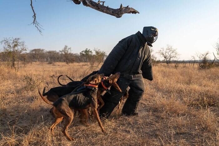 Собаки помогают спасать носорогов от браконьеров