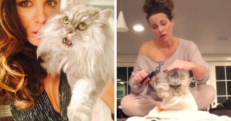 Кейт Бекинсейл весело играет в парикмахерскую со своим котом Клайвом
