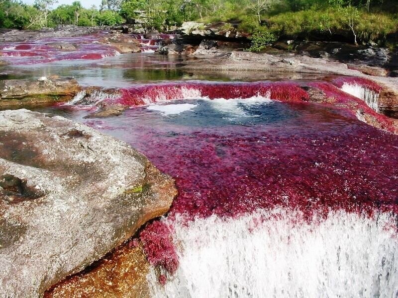 Каньо Кристалес - самая красивая река в мире