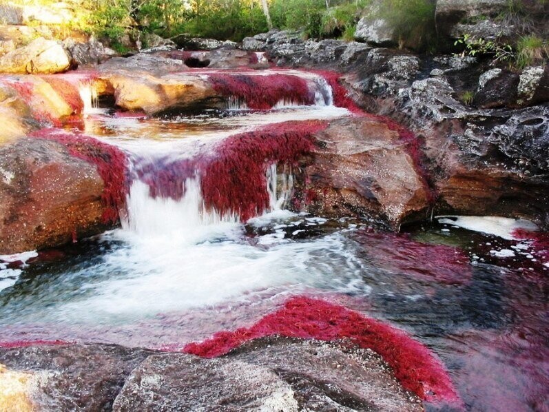 Каньо Кристалес - самая красивая река в мире