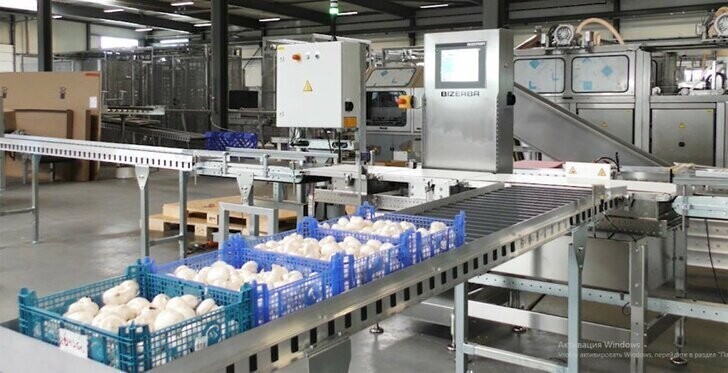 «ТД «Богородские Овощи» установила автоматизированную линию упаковки шампиньонов