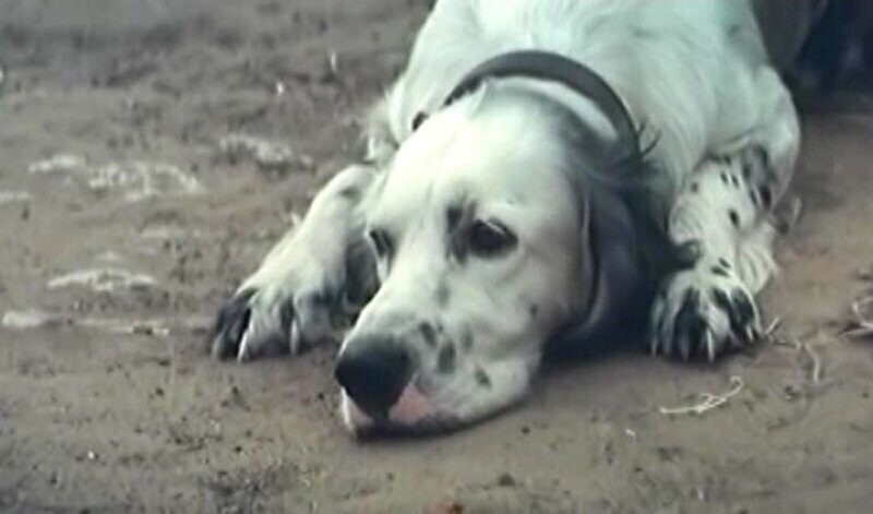 «Белый Бим – черное ухо»: что стало с собакой после съёмок фильма