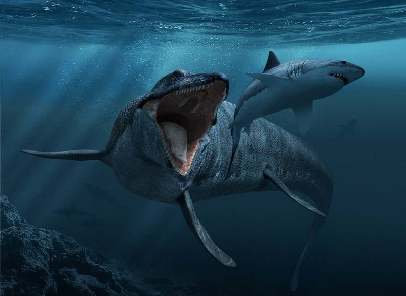 Мозазавр: Водоплавающий тираннозавр или самый могущественный ящер моря
