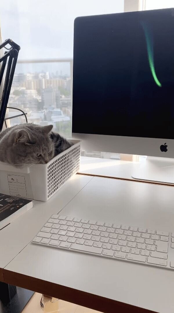 Кот работает. Кот залез на клавиатуру. Котик мешает. Кот мешает работать. Аккуратный кот