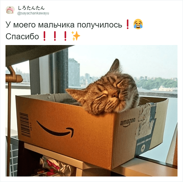 Котики и коробки просто созданы друг для друга