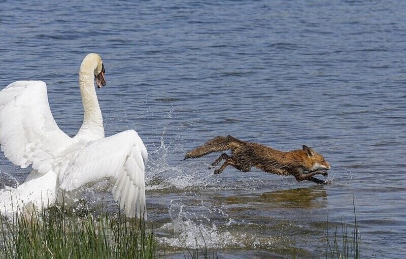 Лебедь, защищая гнездо, заставил лисицу спасаться вплавь