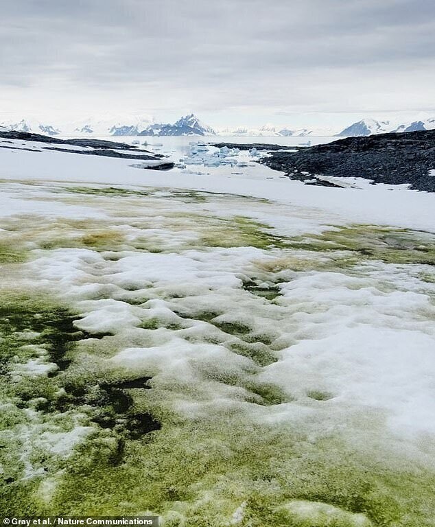 Антарктида начала зеленеть
