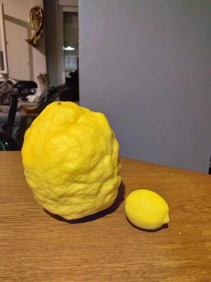21. "Моя подружка вырастила вот такой лимон (рядом обычный для сравнения)"