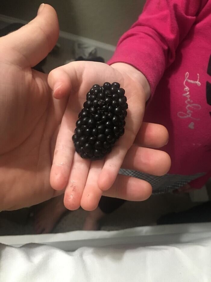 16. "Дочь нашла самую большую ягоду ежевики, какую я когда-нибудь видела"