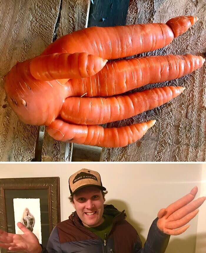 2. "Эта невероятная морковная рука была найдена сегодня у нас на ферме"